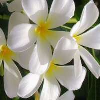 Jasmin d\'Égypte
